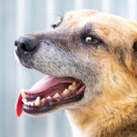 犬の『呼吸がおかしい』考えられる病気6選　危険な状態かどうかを判断する方法とは？