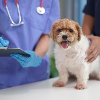 犬が『餓死寸前』になっているサイン5選　深刻な状態のときに表れる体の変化とは？