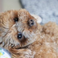 犬が飼い主に『無関心』なときにみせる3つのサイン　興味を持ってもらうにはどうしたらいいの？
