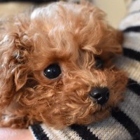 犬を『抱っこ』するときのタブー行為5選　飼い主の間違った抱き方によるデメリットとは？