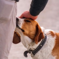 犬が『臭いもの』を好むのはなぜ？ニオイを執拗に嗅ぐ理由や止めさせたい場合の対処法まで