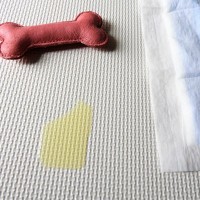 犬が『失禁』してしまう要因4つ　愛犬が粗相をしたときの適切な対応まで