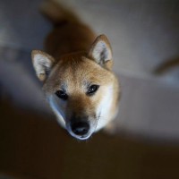 犬の『突然死』を招く絶対NG行為5選　飼い主が見直すべき習慣や予防策まで