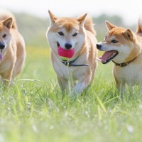 犬の『性格』はいつ決まるの？性質を左右する3つの要因やお世話の注意点まで解説