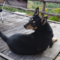 犬が人に『背中を向けて座る』心理6選　知っておきたい愛犬の本音や適切な対応まで