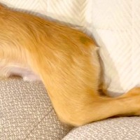 『本当にチワワ…？』ソファで転がる犬を撮影→思った以上に『体』が長くて…小型犬とは思えない光景が74万再生「し、鹿？」「美脚すぎて草」