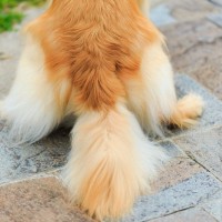 犬の『しっぽ』は何のためにあるの？尻尾の知られざる役割や感情を読み取る方法まで