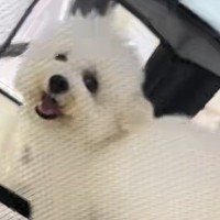 『前世ハムスターやろｗｗ』犬を"折りたたみサークル"に入れた結果→絶対に間違っている『衝撃の使い方』が40万再生「激しすぎて草」「吹いた」