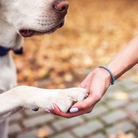 犬に『オテ』を覚えさせた方がいいの？成犬でもしつけることはできる？教えるメリットまで解説