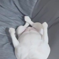 仕事で『大きな失敗』をして帰宅→『家にいる犬が慰めてくれる』と思ったら…まさかの『辛辣な光景』が141万再生「脚ｗ」「逆に最高の癒やし」
