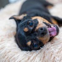 犬が飼い主に『要求している』サイン5選　主張が激しい場合の対処法や注意点まで解説