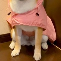 突然の大雨で『散歩が中止になった犬』→準備万端で落ち込んでしまい…哀愁漂う『切ない表情』に「感情豊かすぎる」「しょんぼり顔がｗ」の声