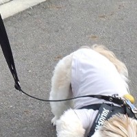 『ブラジルの音を聞こうとしてる』散歩中、歩いていた犬が突然…『まさかの行動』がおもしろすぎると19万いいね「聞こえた？」「真剣で可愛い」