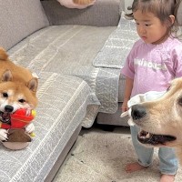 2歳の女の子が『犬におもちゃを取られた』結果→大型犬に『助けて』と救いを求め…頼もしすぎる光景が12万再生「なんて優しいの」「お利口」