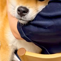 『甘えん坊さん』をしていた犬→可愛かったので『スマホで撮影した』結果、恥ずかしくなったのか…まさかの光景に反響「シャイなのね」「羨ましい」