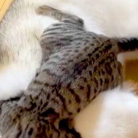 1週間ぶりに、猫が『大型犬』と再会を果たした結果→とんでもなく尊い『愛情表現』と『まさかの表情』に32万いいね「虚無顔で草」「モフモフｗ」