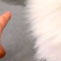 おしっこを失敗してしまった犬→『どうしてここにしたの？』と聞いてみた結果…許すしかない『反省の仕方』38万再生「可愛すぎる」「反則ｗｗ」