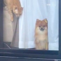 なんとなく『窓から覗いていた犬』を撮影した結果→突然『猫』が登場して…コントすぎる光景に25万いいね「温度差あって草」「落ち着けｗｗ」