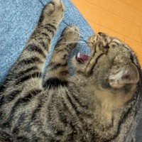 猫が近づいてきた柴犬に『シャー』と威嚇した結果→『えっ…』思った以上に『感情が出ている表情』に3万いいね「哀愁ｗｗ」「可愛すぎてワロタ」