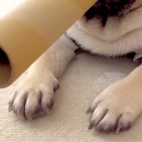 『マフィアみたい』と言われた犬→なぜか筒を咥えていて…思わず納得する『まさかの光景』が45万再生「可愛いｗ」「ゴッドファーザーで草」