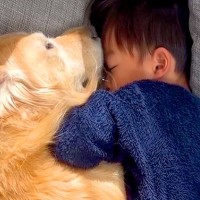 『ゴールデンレトリバーには不思議な力がある』誰よりも家族の変化に気付いてくれて…あまりにも優しい光景が19万再生「エスパー」「本当に尊い」