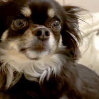 『ちゅーしよう？』と犬にお願いしてみた結果→『してくれるかな』と思ったら…辛辣すぎる『まさかの表情』に爆笑「可愛いｗ」「全力拒否で草」