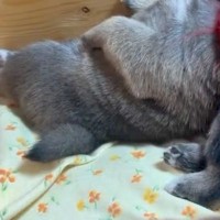 生後20日の赤ちゃん犬が『やけ静かだな』と思い、様子を見てみると…『尊すぎる光景』に思わず悶絶「ぐっすり」「はああ…手足が可愛すぎる」