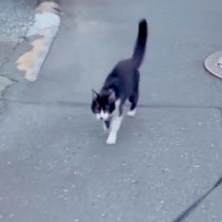 散歩中についてきた『足を引きずるガリガリ猫』→保護後『犬と仲良くできるかな』と心配していたら…尊すぎる現在が26万再生「なんて優しいの」