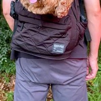 なぜか小さなリュックに入りたがる犬→仕方なく入れてあげた結果…思わず二度見する『サイズ感』に爆笑「合成みたいで草」「バランスおかしいｗ」