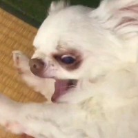 お留守番の後、不機嫌でブチギレた犬→『一緒にお風呂に入ろう』と言うと…まさかの『態度の変化』に反響「切り替え早いｗｗ」「寂しかったんだ」