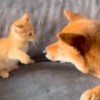 赤ちゃん猫が『はじめて犬に勝負を挑んだ』結果→小さな猫パンチを繰り返し…尊すぎる『デビュー戦』が121万再生「悶絶級の可愛さ」「平和すぎ」