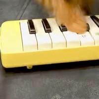 子犬の前で『鍵盤ハーモニカ』に息を吹きかけてみた結果→もはやピアニスト？まさかの演奏が100万再生「天才現る」「終わる頃には酸欠ｗｗ」