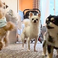 60分間『犬4匹にお留守番してもらった』結果→『オレたち、捨てられた…？』個性がありすぎる反応が25万再生「情報量多いｗ」「なんて健気」