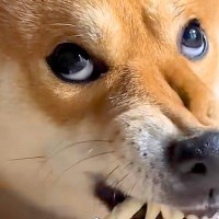 歯をむき出しにしてオヤツを食べる犬→『赤ちゃんの頃』と比較すると…『同じ犬とは思えない光景』が72万再生「どっちも可愛い」「違い過ぎるｗ」