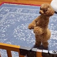入院のため、2週間も犬と離れ離れになった結果→退院後、再会した瞬間…想像以上に『嬉しさ大爆発』の光景に涙「喜び溢れてる」「本当嬉しそう」