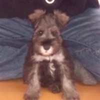 14年前にお迎えした『子犬』→毎日たくさん愛情を与えて…涙が止まらない『亡くなるまでの5377日の記録』に反響「うぅ…泣く」「素敵な家族」