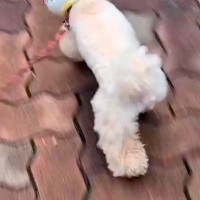 犬に『カップ麺の容器』を被せてみた結果→すれ違ったら二度見する『似合いすぎている光景』が34万再生「天才すぎる」「ガン見しちゃったｗ」