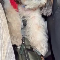 実家からの帰り道、ふと『車の後部座席』を見てみた結果→犬が溶けてしまっていて…尊すぎる表情が45万再生「癒された」「もう赤ちゃんすぎる」