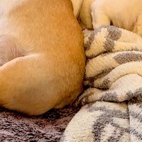 風邪気味の中、犬たちに『さんぽいく？』と聞いた結果→『喜ぶかな』と思ったら…まさかの光景が35万再生「空気読んでる」「考えてて愛おしい」