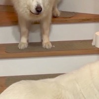 階段の下で『通せんぼ』された超大型犬→数分経っても『降りれない』と文句を言って…切実すぎる『困り顔』が10万再生「表情好きｗ」「たまらん」