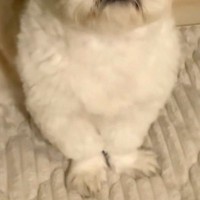 深夜3時、赤ちゃんに授乳をしようとするママ→ふと横を見てみると、犬が…優しくて心強い『尊い光景』が17万再生「参加してる」「優しい子」