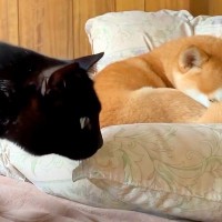 甘え下手な猫が『犬に構ってほしい』とゴソゴソしていたら、察してくれて…『尊すぎる光景』が45万再生「さすがお姉さん」「仲良しで可愛い」