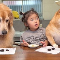 2歳の女の子と犬たちに『おやつは食べないでね』と伝えて席を離れた結果…可愛らしい光景と『戻ってきた時の反応』が30万再生「知能犯で草」