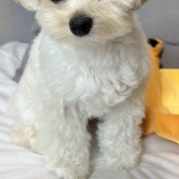 『出社する日』と『在宅ワークの日』の犬を比較した結果→あからさま過ぎる『表情の違い』に悶絶「感受性豊かでかわいい」「差がすごいｗ」