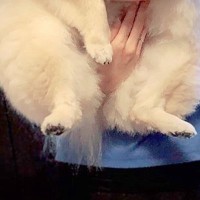 『小型犬とは…？』抱っこされる11キロのポメラニアン→常識を覆す『衝撃のデカさ』に4万いいね「予想より大きかったｗｗ」「ポメ界の王」