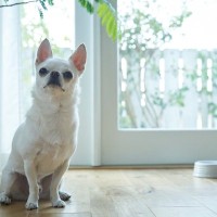 犬の散歩直後にご飯を与えてはいけないの？主な理由や適切なタイミングまで