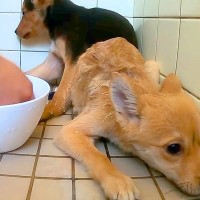 処分対象だった『ガリガリの子犬2匹』を保護→怯えて目も合わせず、10日後…嘘のような『まさかの光景』が110万再生「涙が止まらん…」