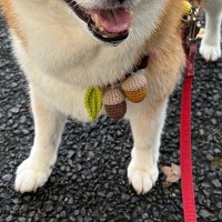 お友だちに『おやつ』をもらい笑顔の犬→『あとで食べようね』と伝えた結果…わかりやす過ぎる『表情の変化』に1万いいね「絶望感ｗ」「正直で草」