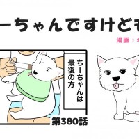 ちーちゃんですけどもっ【第380話】「シニア犬の液体化」