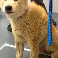 人に噛みつく12歳の老犬→お手入れできず、全身ボロボロで…トリミングを受けた後の『表情の違い』が145万再生「気持ち良さそう」「感服」